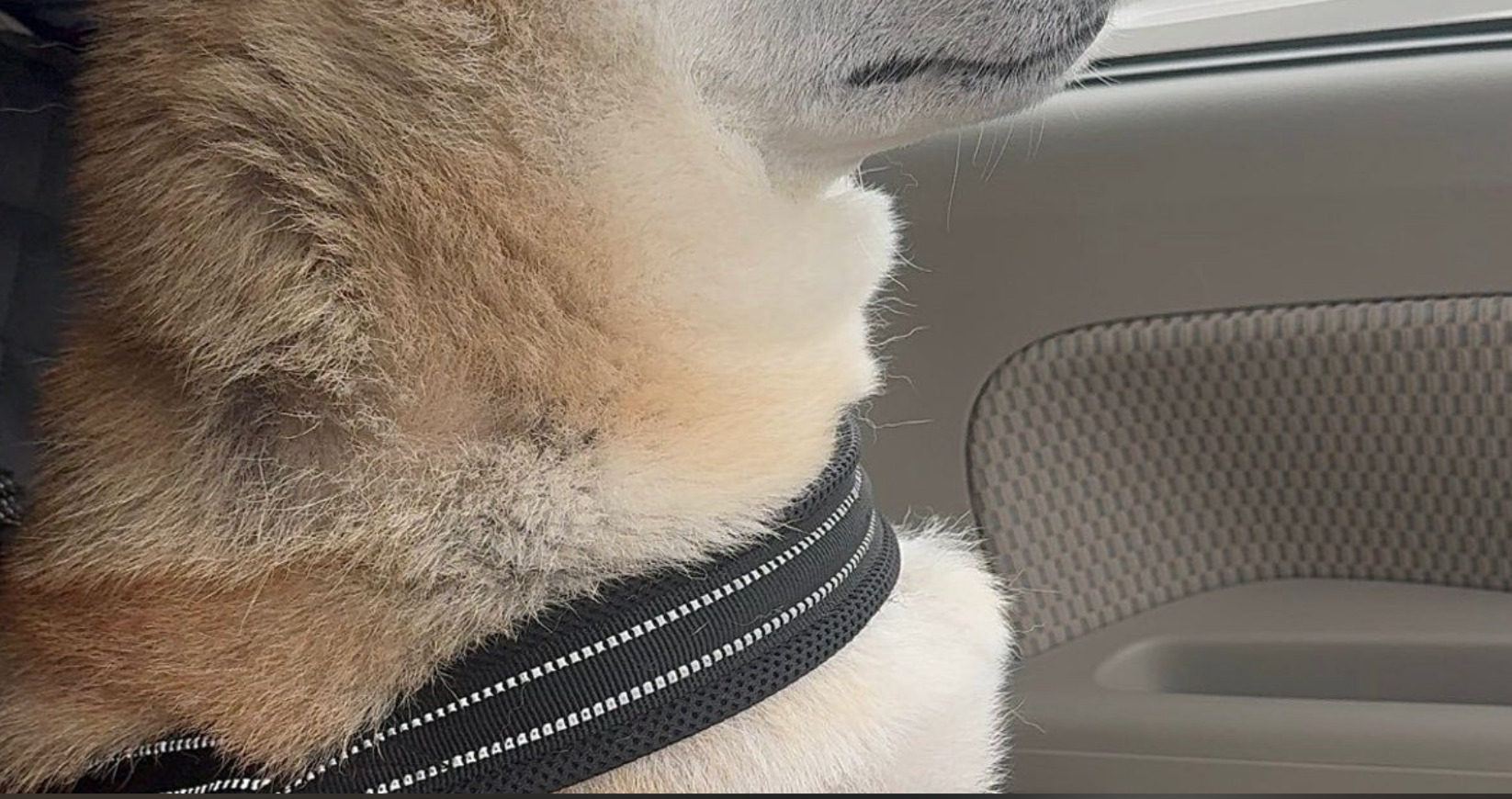 🐶 柴犬：我不要理你！主人一脸懵，网友：真生气了！