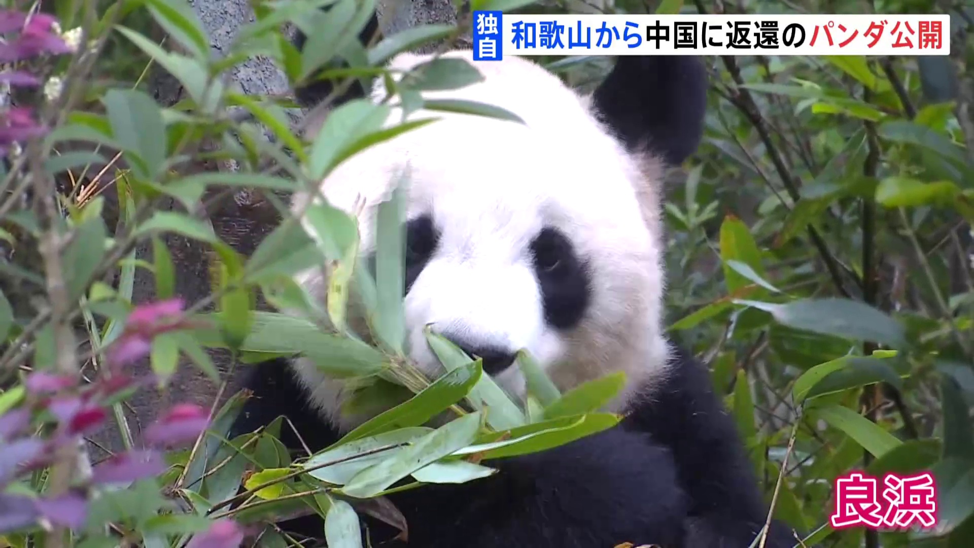 🐼大熊猫归来！啃竹子也太萌啦！