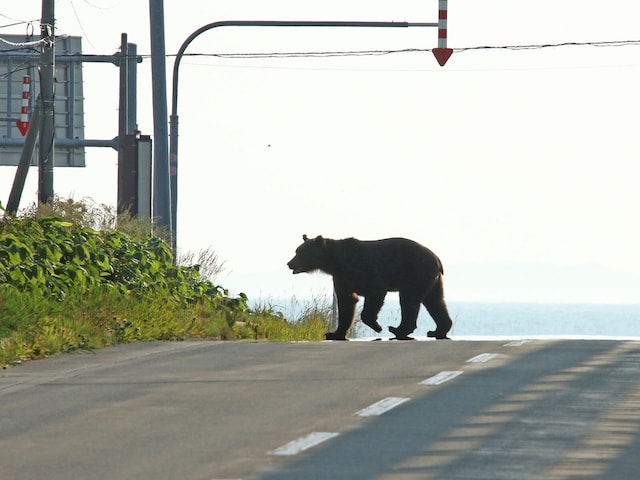 ⚠️熊的恐怖？真相是：鹿太多，森林在消失！