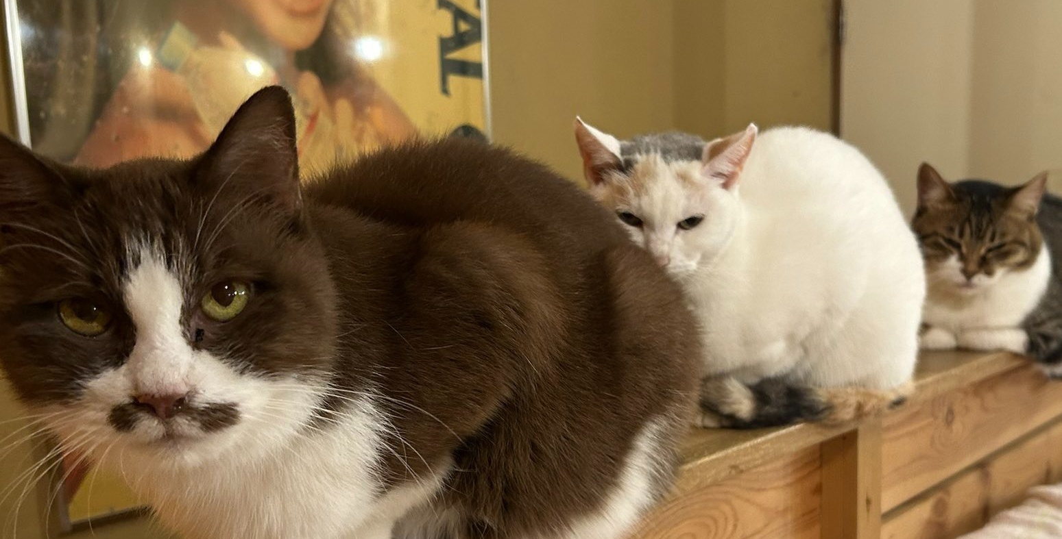 🐱小奶猫破障而出的神力！😱