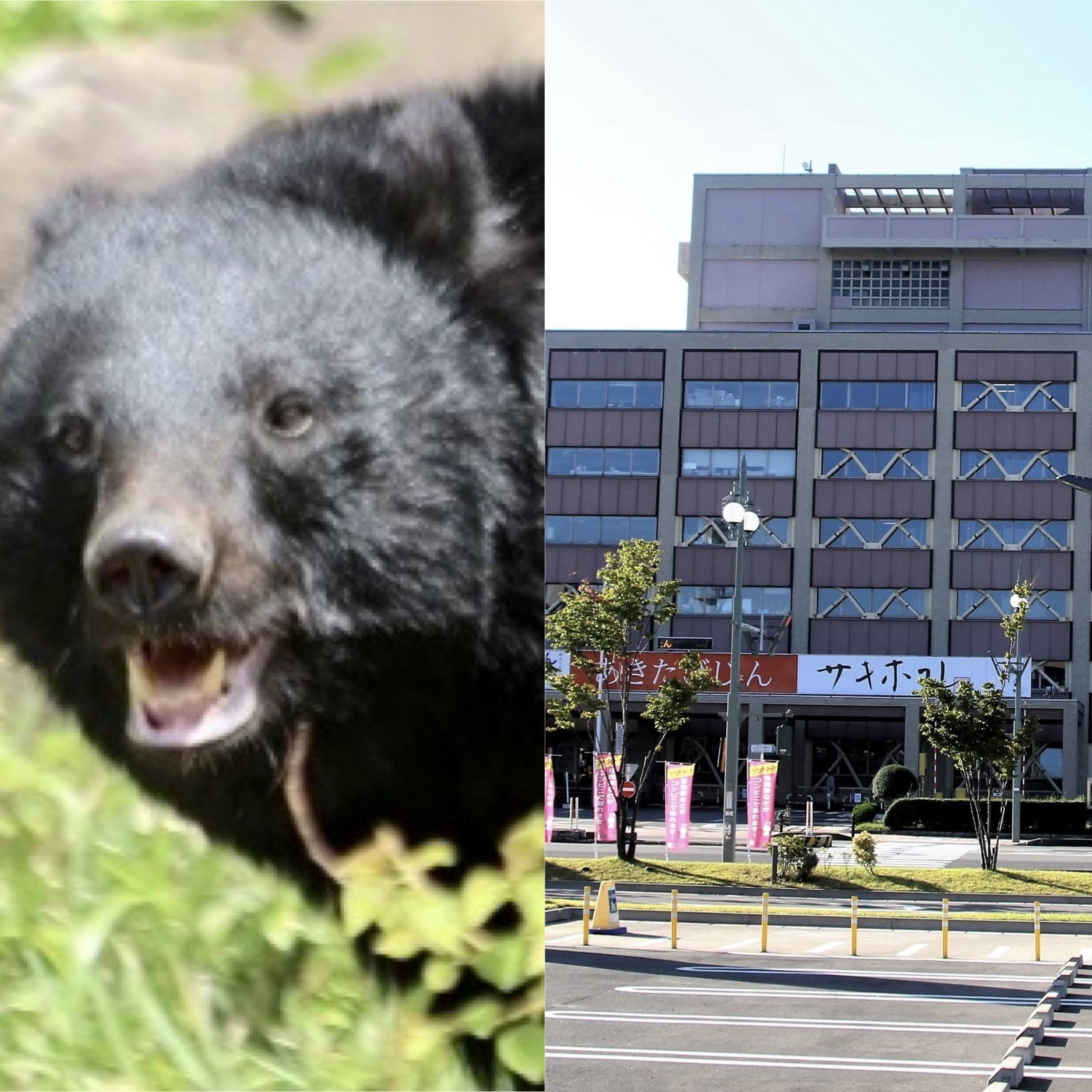 🐻速速灭绝！熊害激增，官僚束手无策，政客叫嚣杀熊！