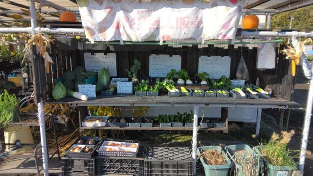 🚨村里人，别偷菜！真让人气炸！