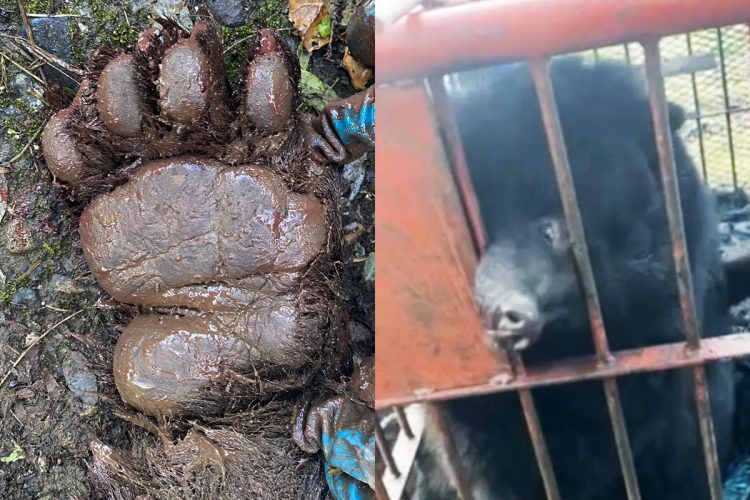 🐻‍❄️ 猎人揭秘：不是想杀熊，只是…（背后真相令人震惊！）