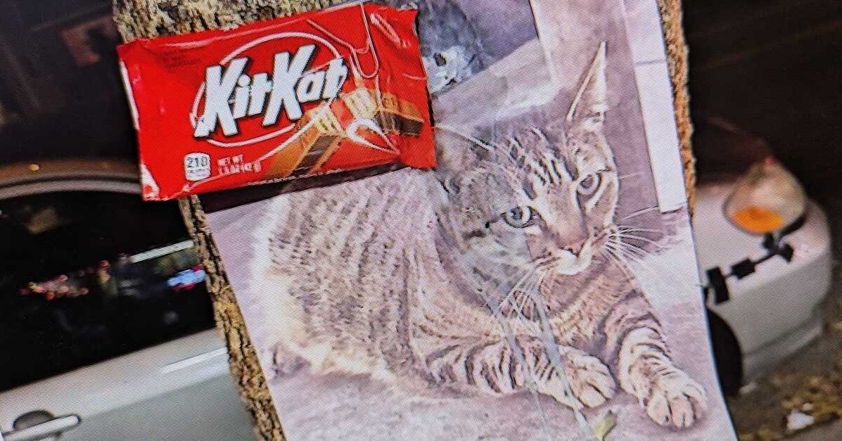 🐱💔 萌猫惨遇自动驾驶！愤怒的告别，竟演变成抗议！