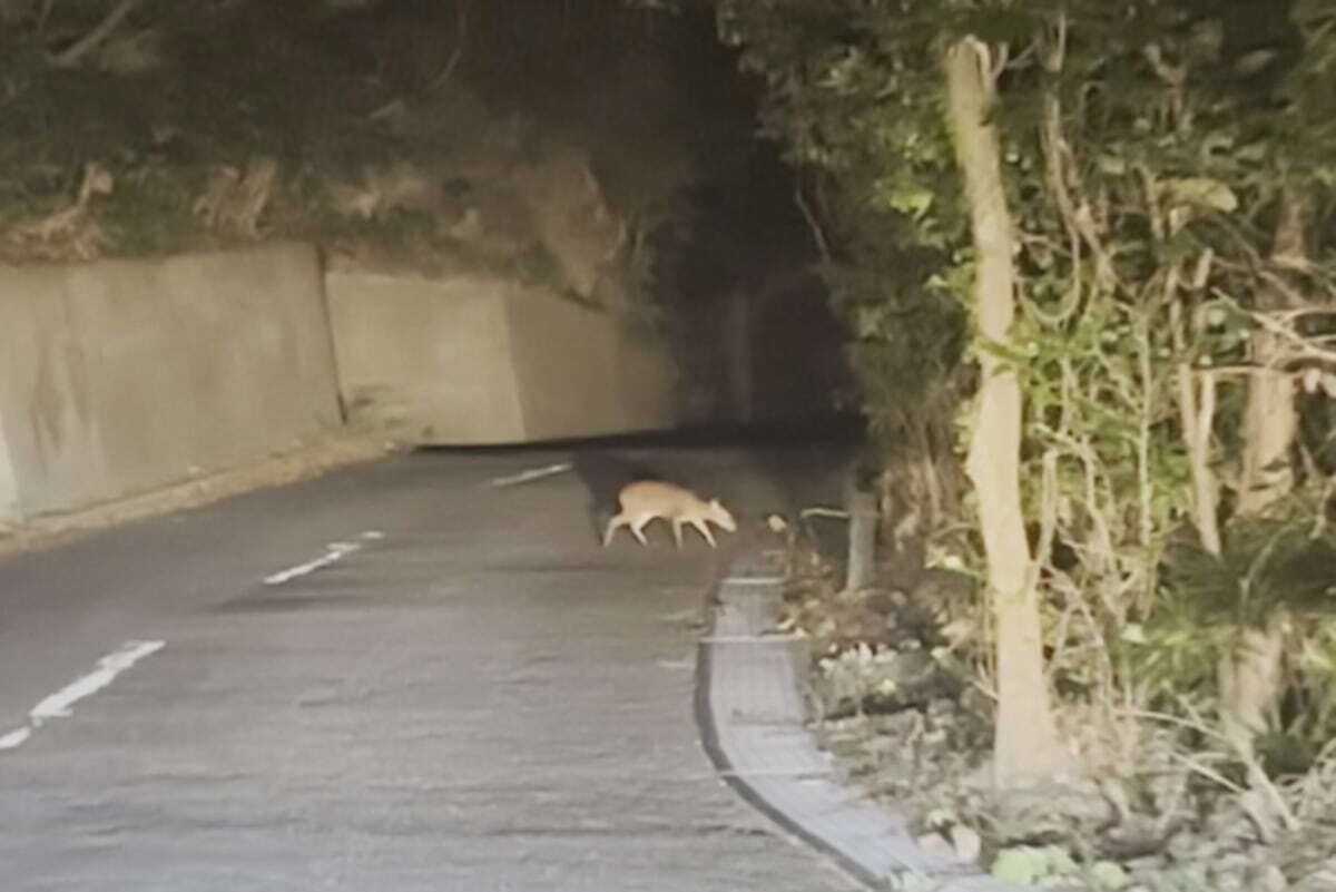 🍻醉汉的哀嚎！记者直击：伊豆大岛，疯狂繁殖的“怪叫”！