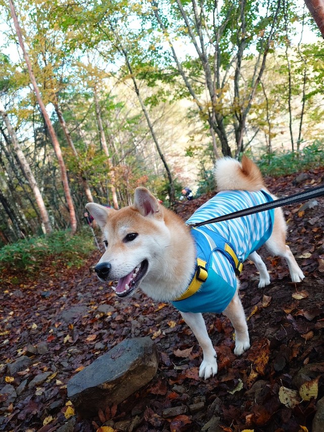 🚨萌犬被熊掳走！别再让狗狗“外放”了！