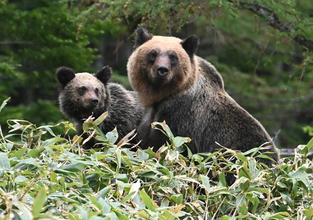 🐻猎人直击：为守护大家，我冲了！