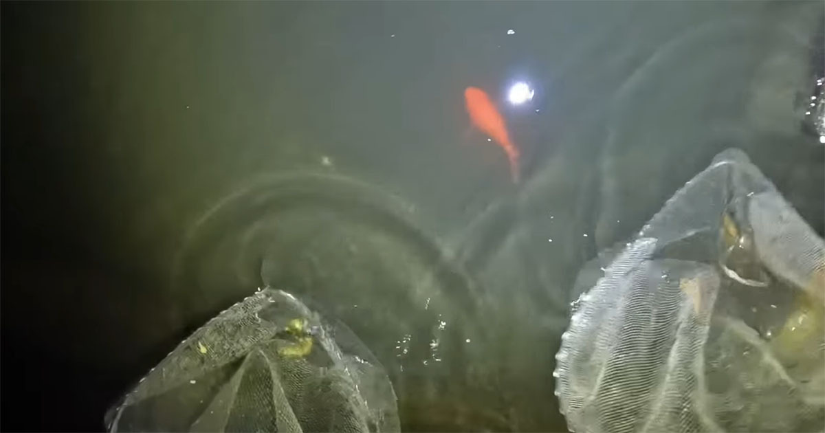 🐟水沟里抓到巨型金鱼？！😱 看到真相我惊了…