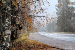 ⚠️秋日浓雾，开车别慌！安全秘籍速览！ 封面