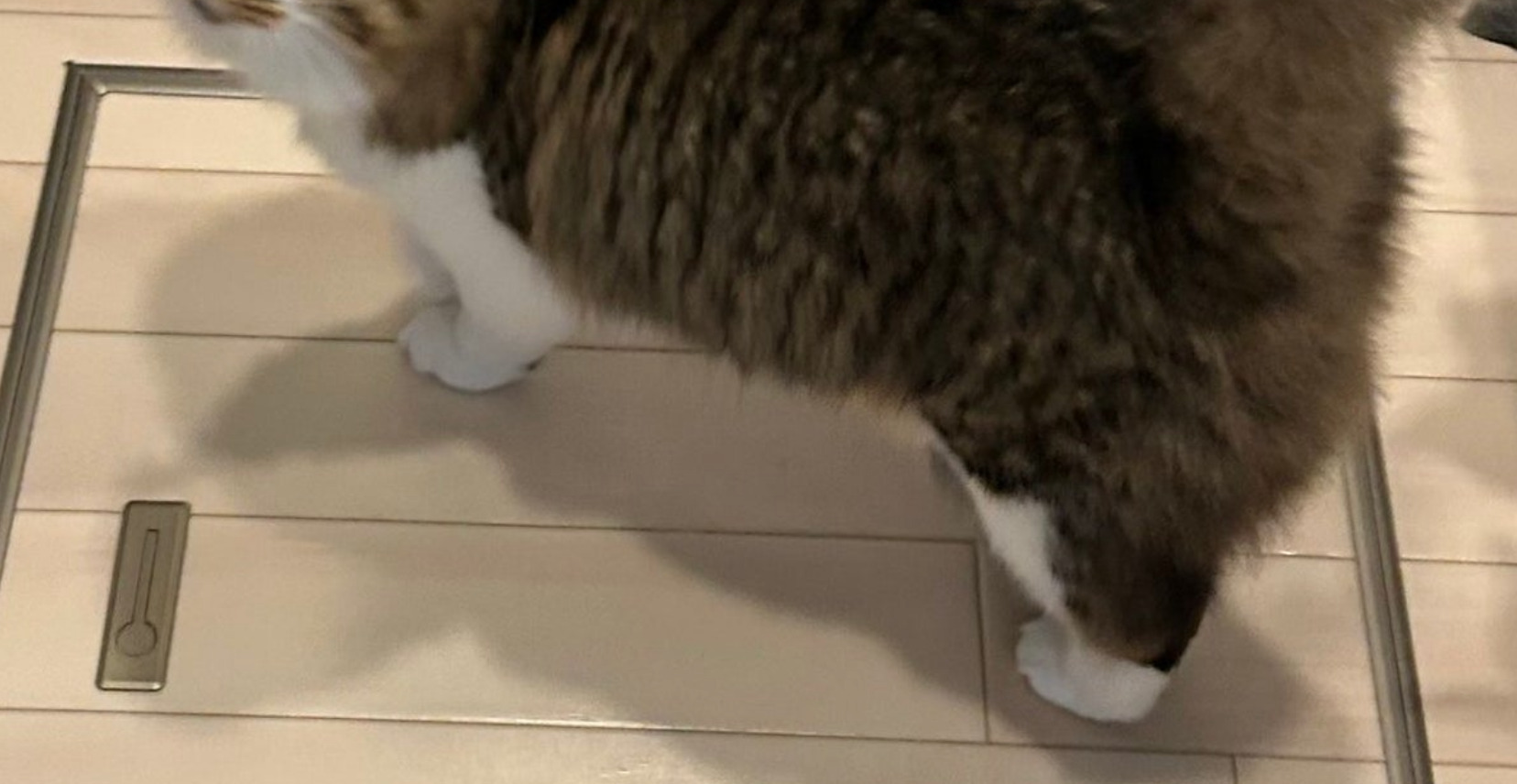 🐱主子：我教你抓鱼！超暖心！