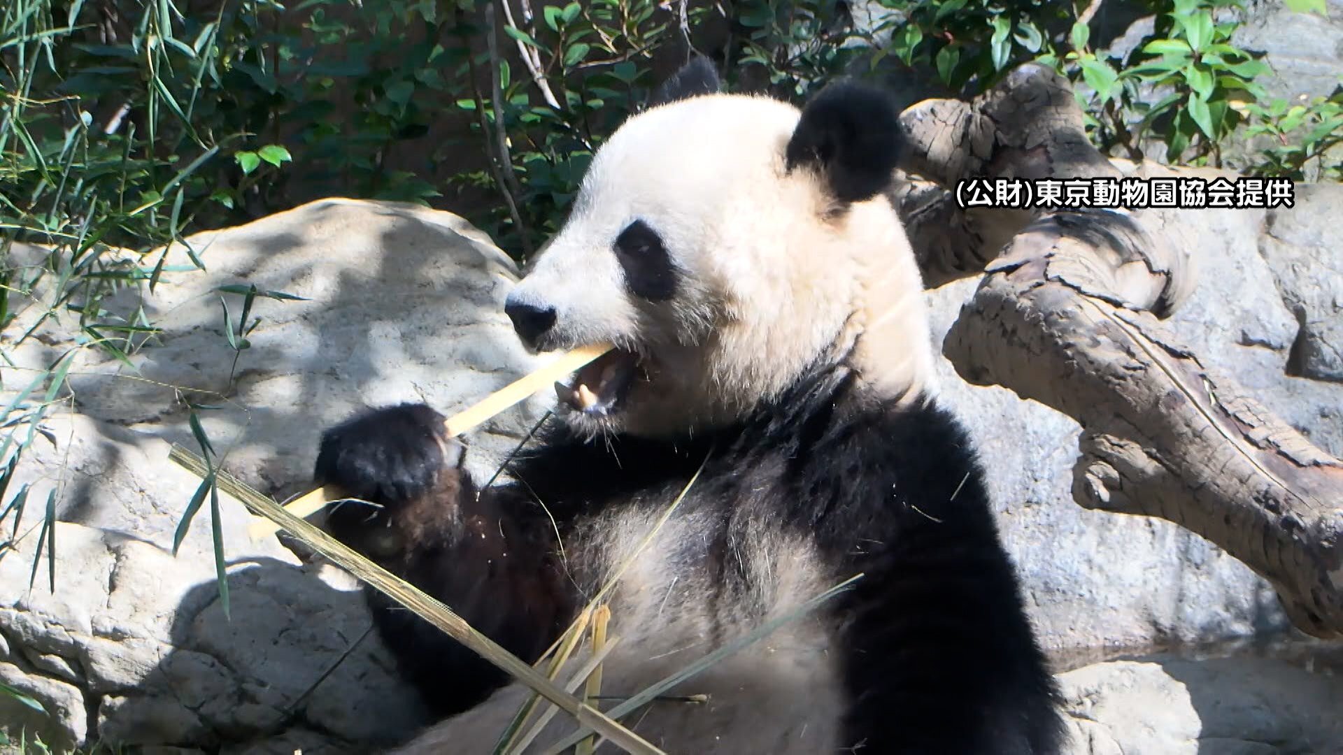 🐼大熊猫要走了？！中日关系紧张，日本或将停止“租”熊猫！