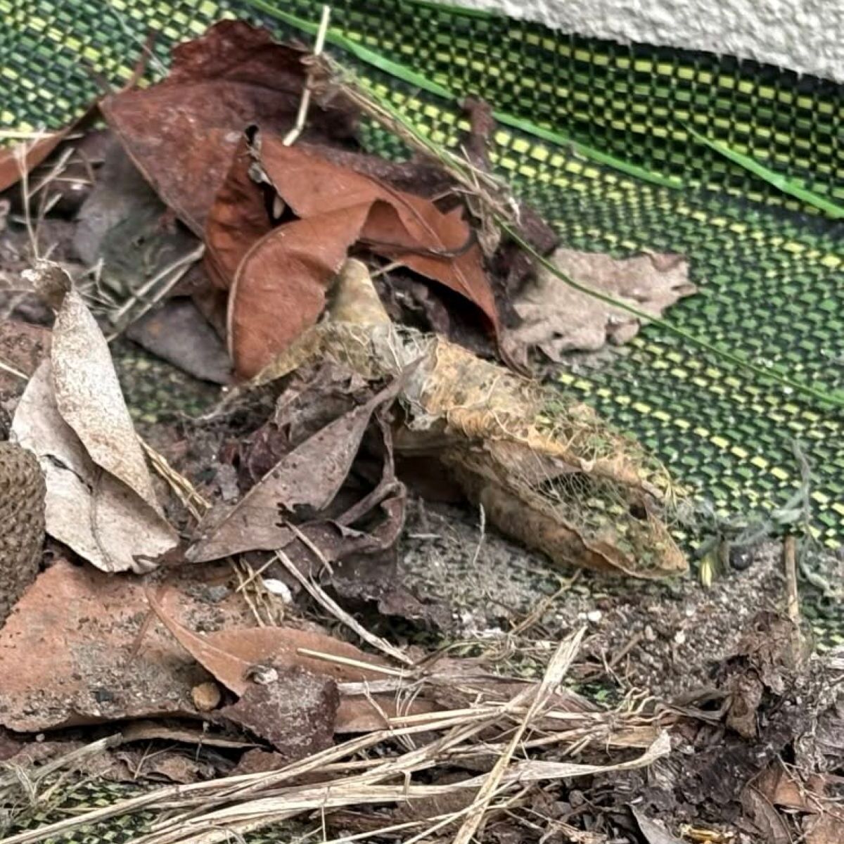 😱花盆一倒，竟对视一只“吃货”！