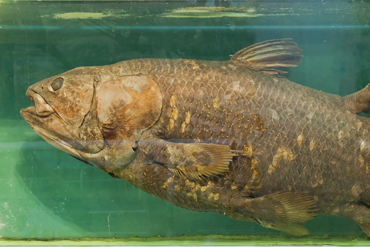 ✨“灭绝”名单除名！四种生物重现人间！