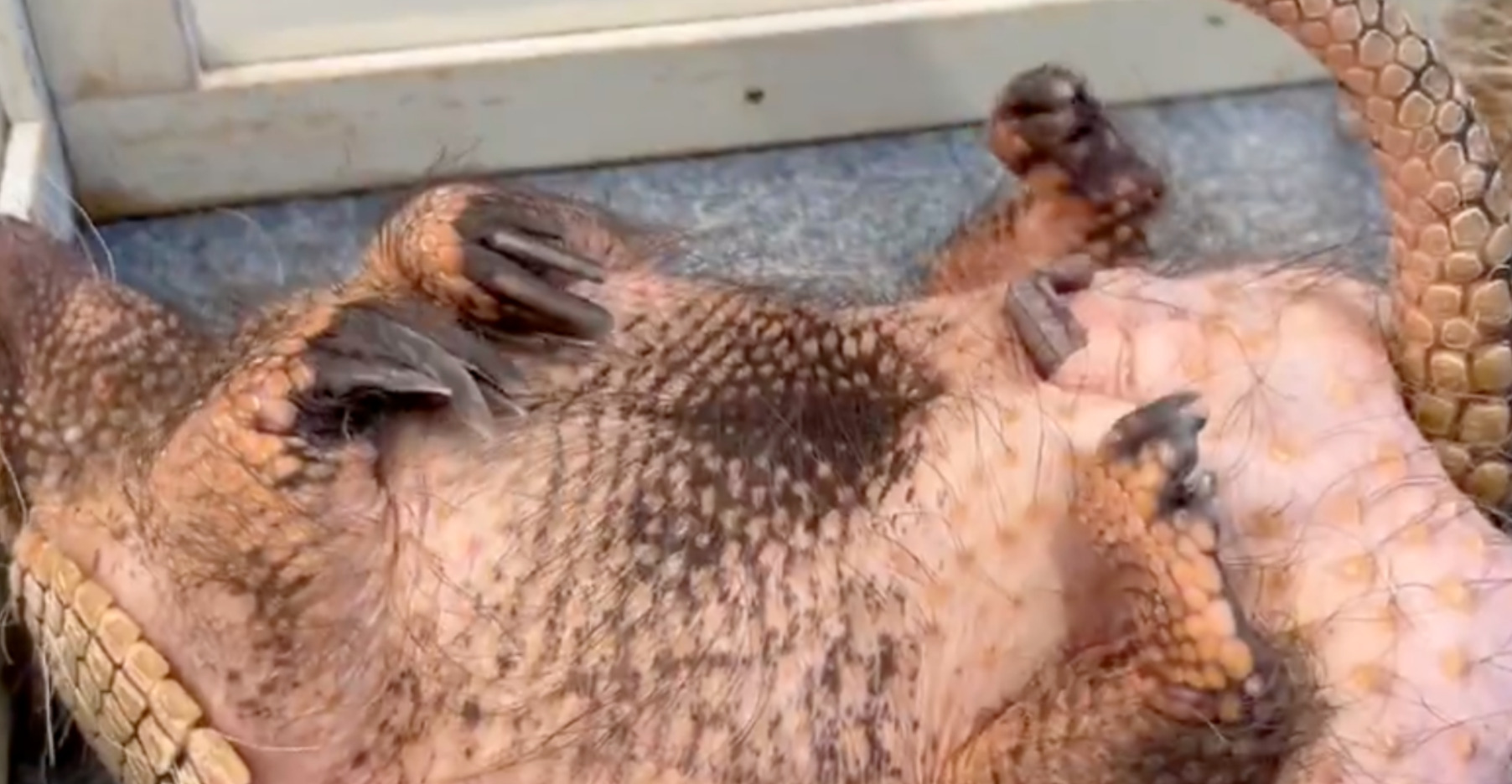 😨裹紧被子啊！冷得发抖的小家伙…“明明是温室…”