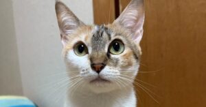 🧦喵：穿错袜子也太潮！可爱到犯规！ 封面