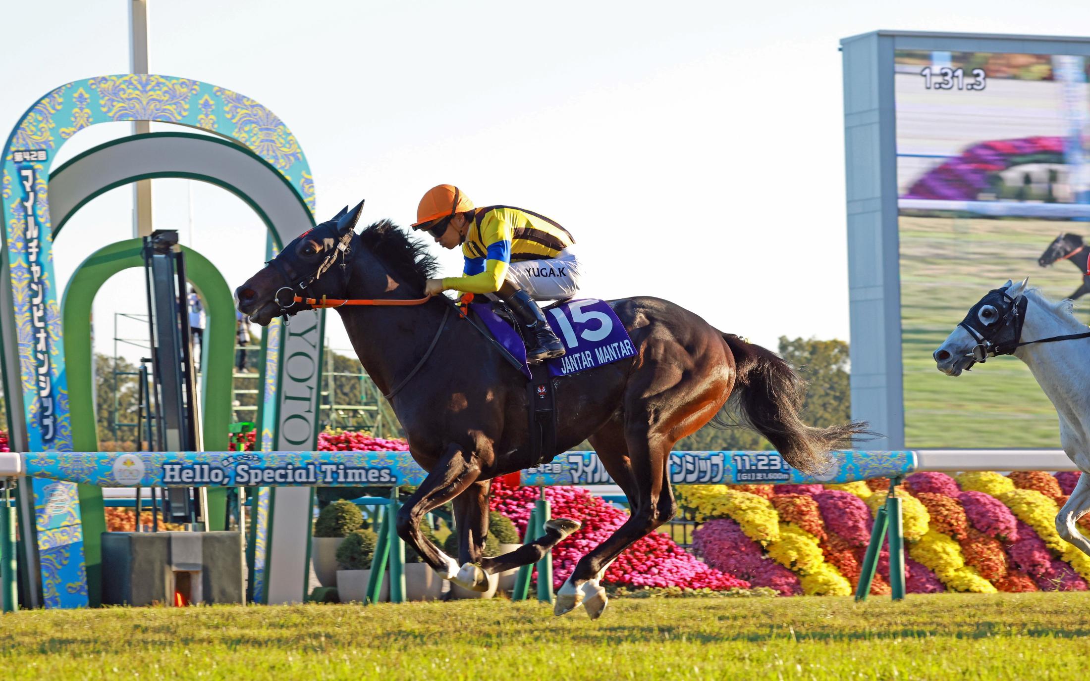 🏆 狂！一匹马，横扫一整年！