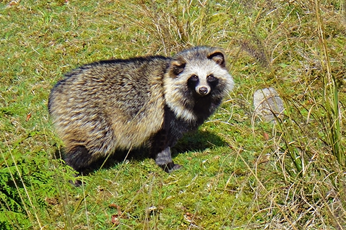 😱天呐！这狸花猫也太大了！真相…吓死人！