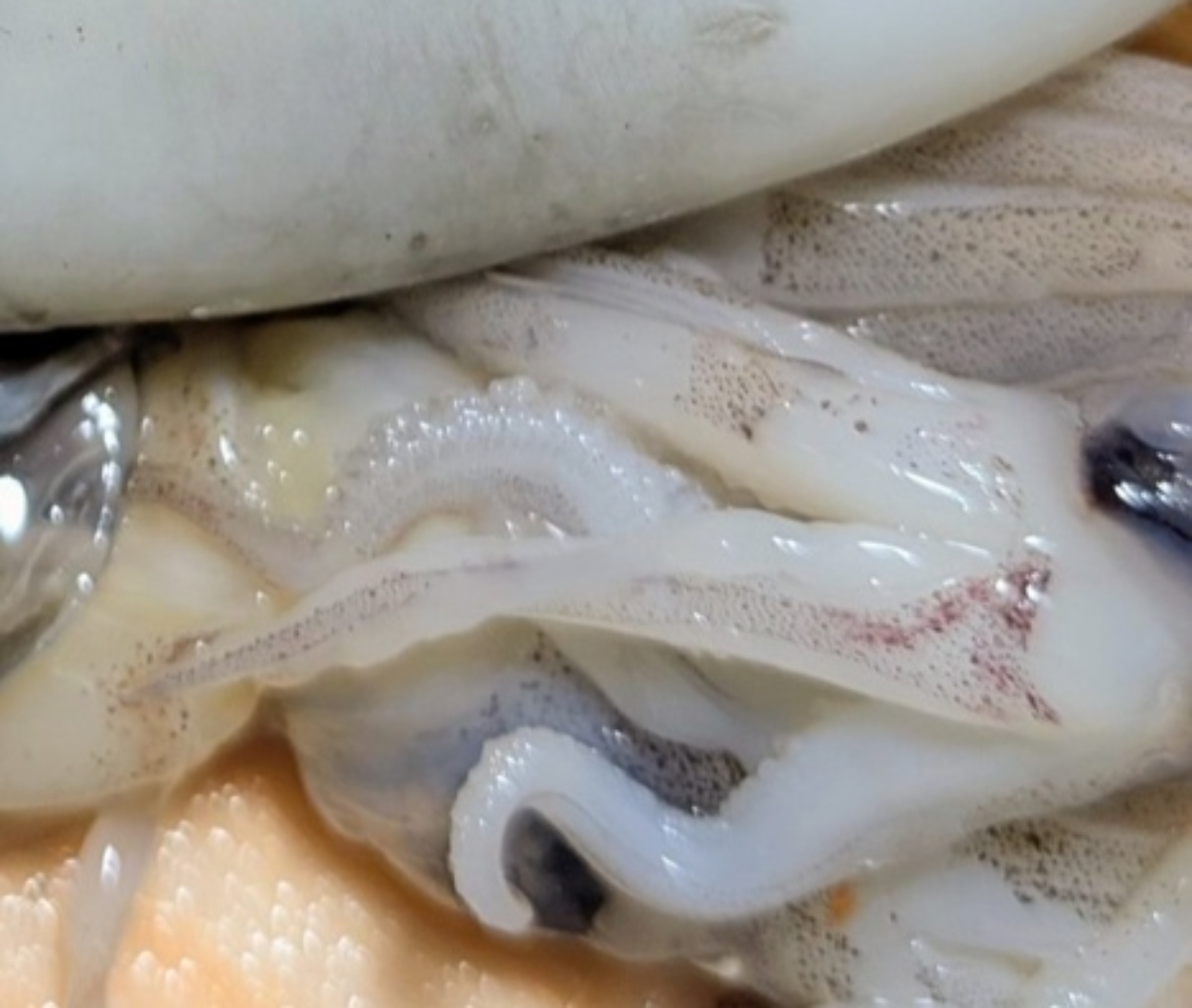 🦑 鱿鱼一刀开，我直接尖叫！😱 里面竟然…