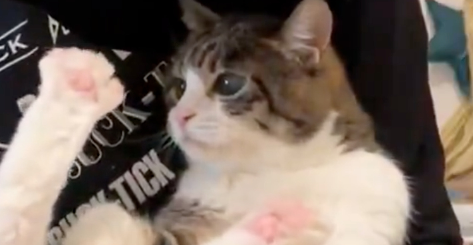 🐱老猫的嘱托：铲屎官，我的如厕后请负责！