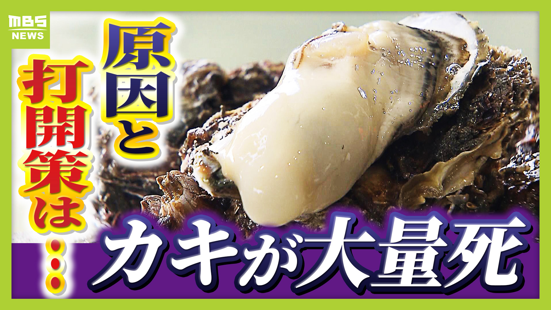 😱 冬日美味遭殃！牡蛎大面积死亡，咋回事？