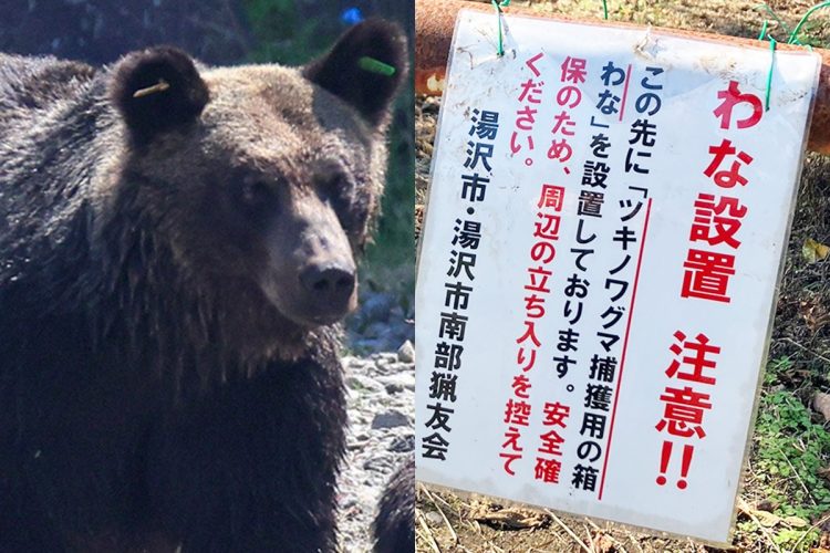 🐻🆘 狂暴黑熊反复袭人！脸被毁，恐怖重演！
