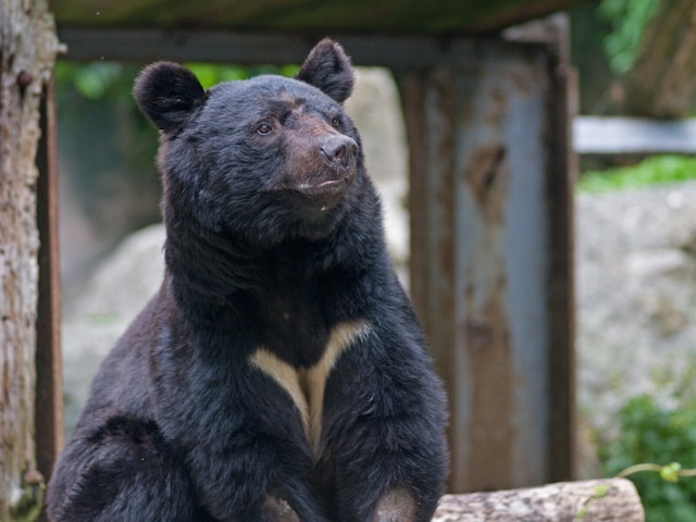 🐻别做梦了！与熊和谐共处？摄影师揭残酷真相！