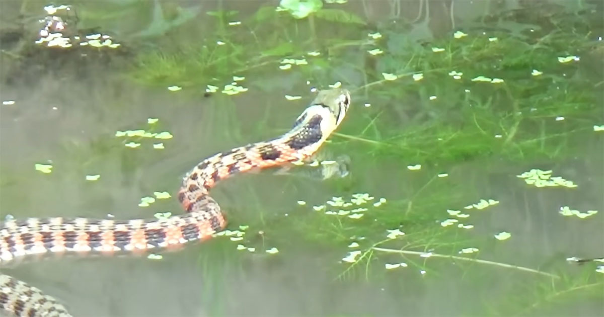 🐍 巨蟒捕蛙！窒息级画面，看完你绝对尖叫！