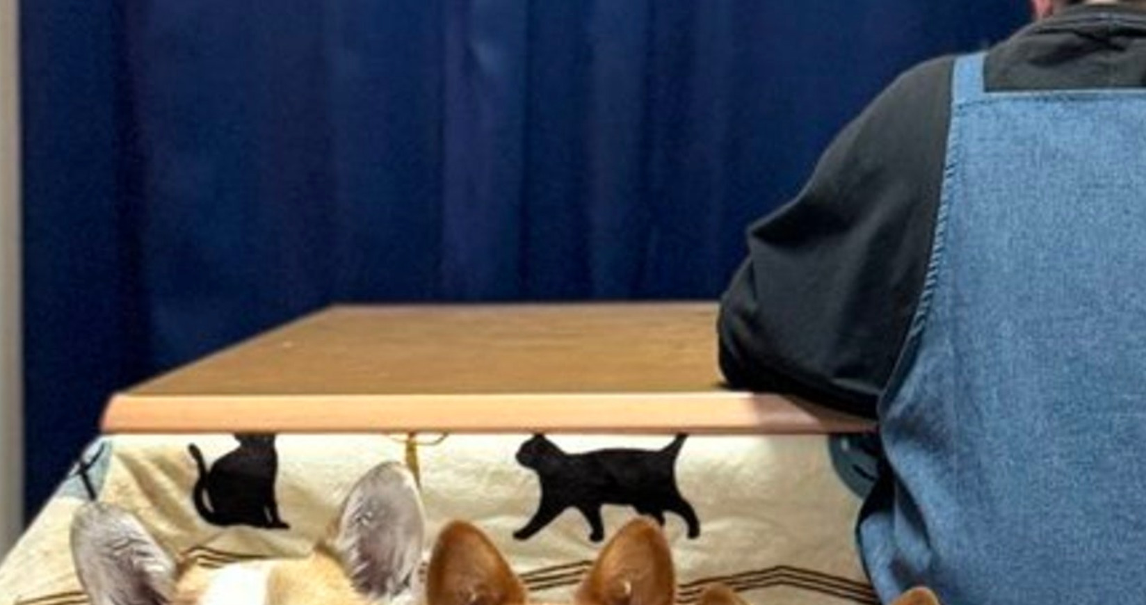 🔥暖炉一开，柯基就变“磁铁”！年度网红犬也沦陷！