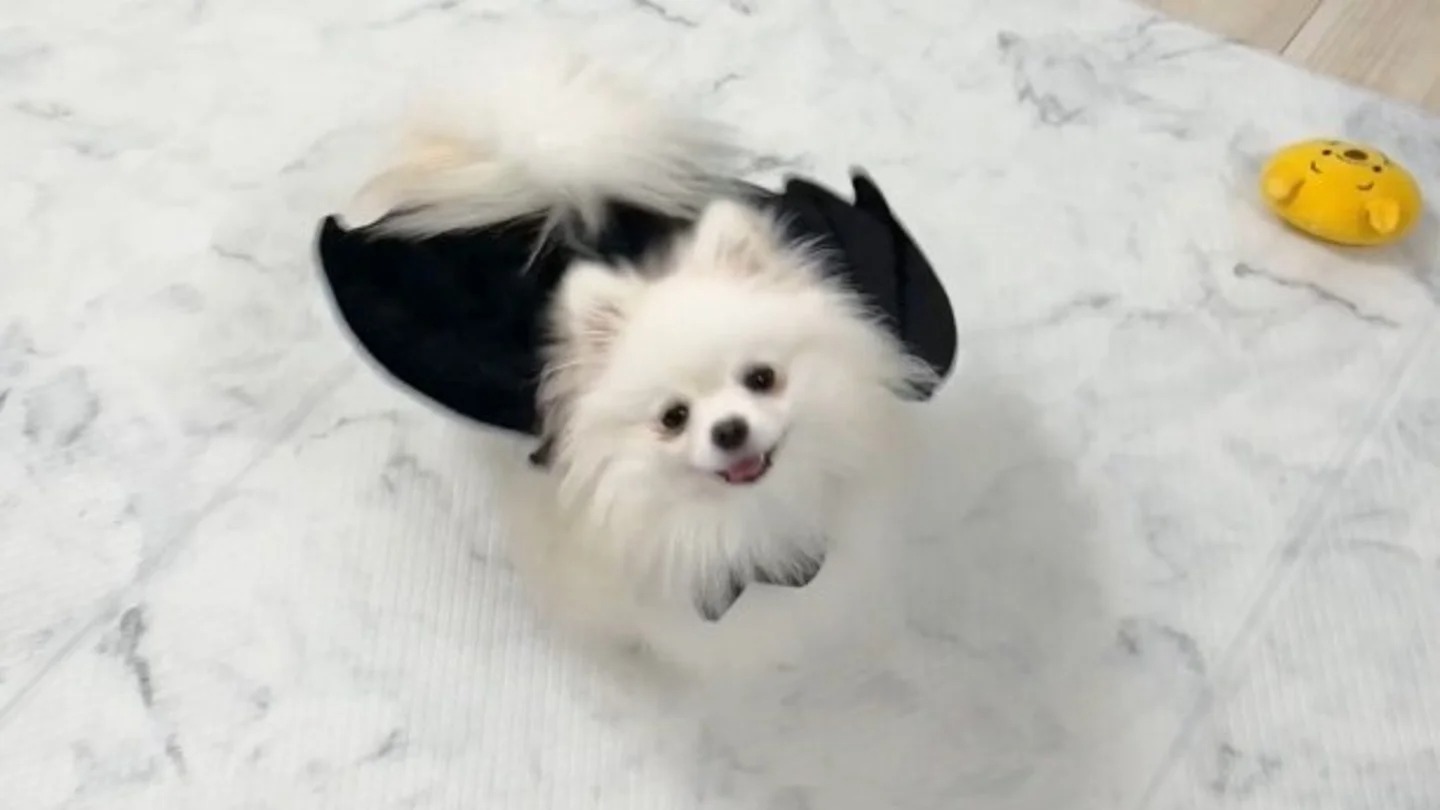 ✨啥？！它飞起来了？！😍毛茸茸小恶魔的跳跃，萌翻10万网友！