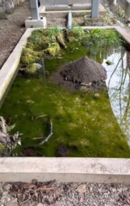 🦐池塘绿藻泛滥，放100只虾，13天后…结果惊呆了！ 封面