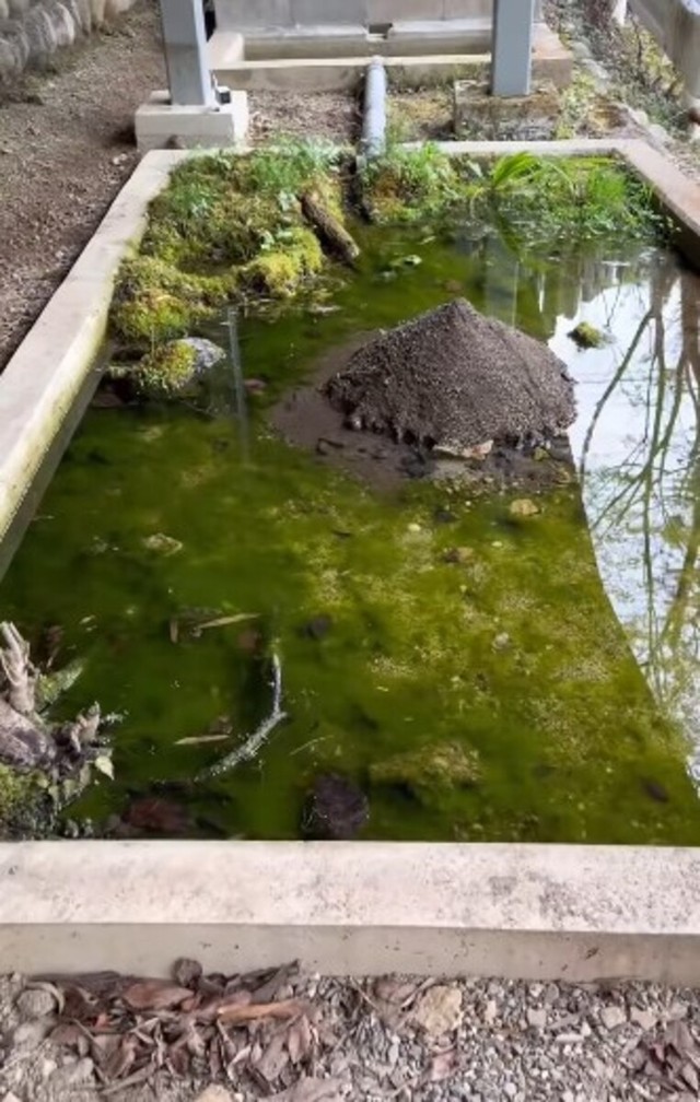 🦐池塘绿藻泛滥，放100只虾，13天后…结果惊呆了！