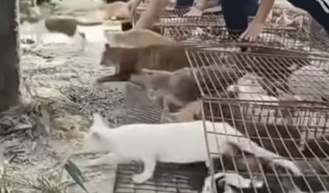 🆘 千只猫被放生！水库成“死亡陷阱”！