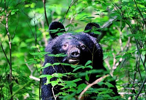 ⚠️熊来了！自卫队开枪？专家：别白费力气！求支援！