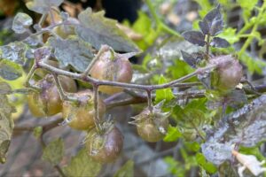 🍅 达尔文的“逆进化”？加拉帕戈斯群岛番茄变了！ 封面