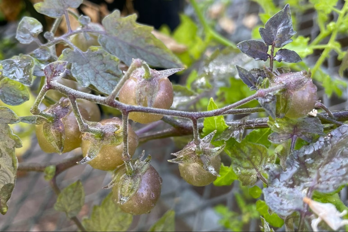 🍅 达尔文的“逆进化”？加拉帕戈斯群岛番茄变了！