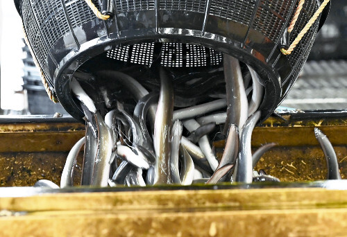 ⚠️鳗鱼告急！禁令一出，价格飙涨？