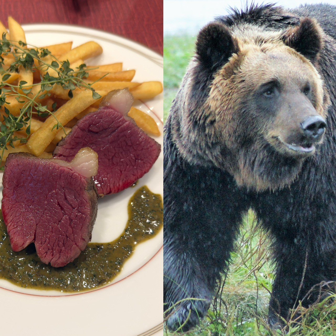 🐻黑熊肉串火了！吃掉它，真的能解决问题吗？