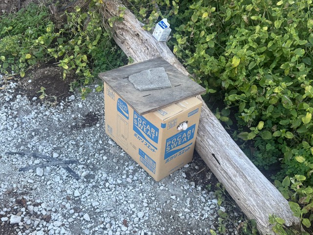 🐱糟了！田里发现弃猫，怒了！