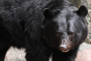 ⚠️熊别惹！自卫队名枪也难敌它！😱 封面