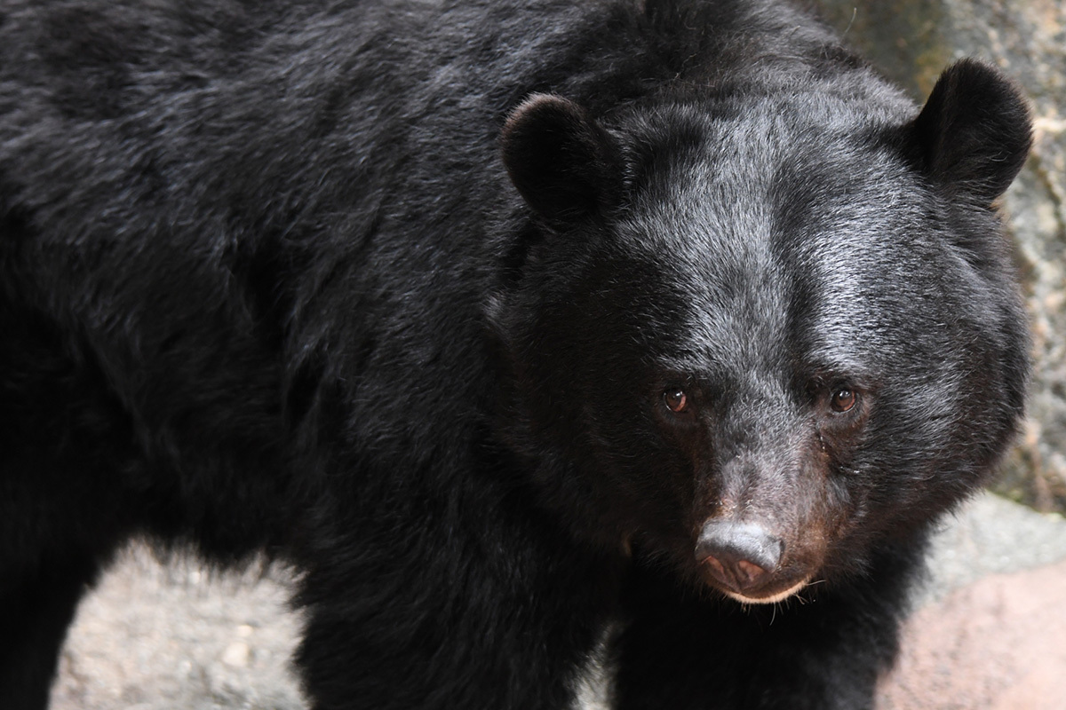 ⚠️熊别惹！自卫队名枪也难敌它！😱