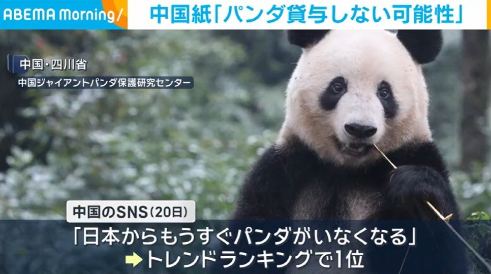 🐼大熊猫要走了？！日中关系紧张，令人心痛！