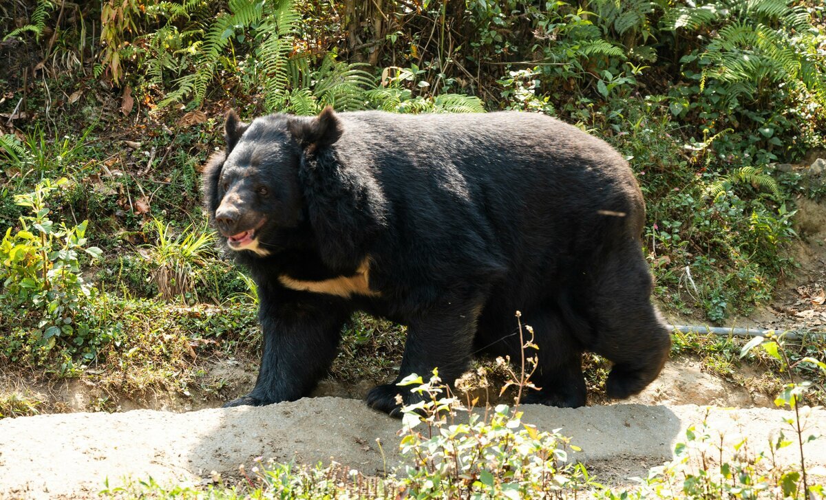 ⚠️熊出没！学校也“封校”？😱