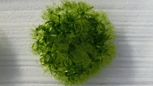 🚀孢子逆袭！宇宙存活9月，火星变地球？