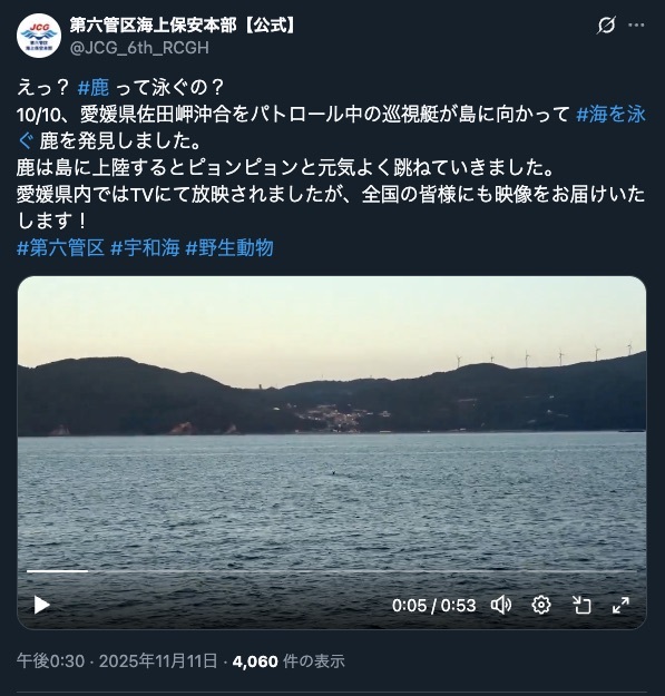 🌊 震惊！小鹿竟然在海里游泳，萌翻网友！