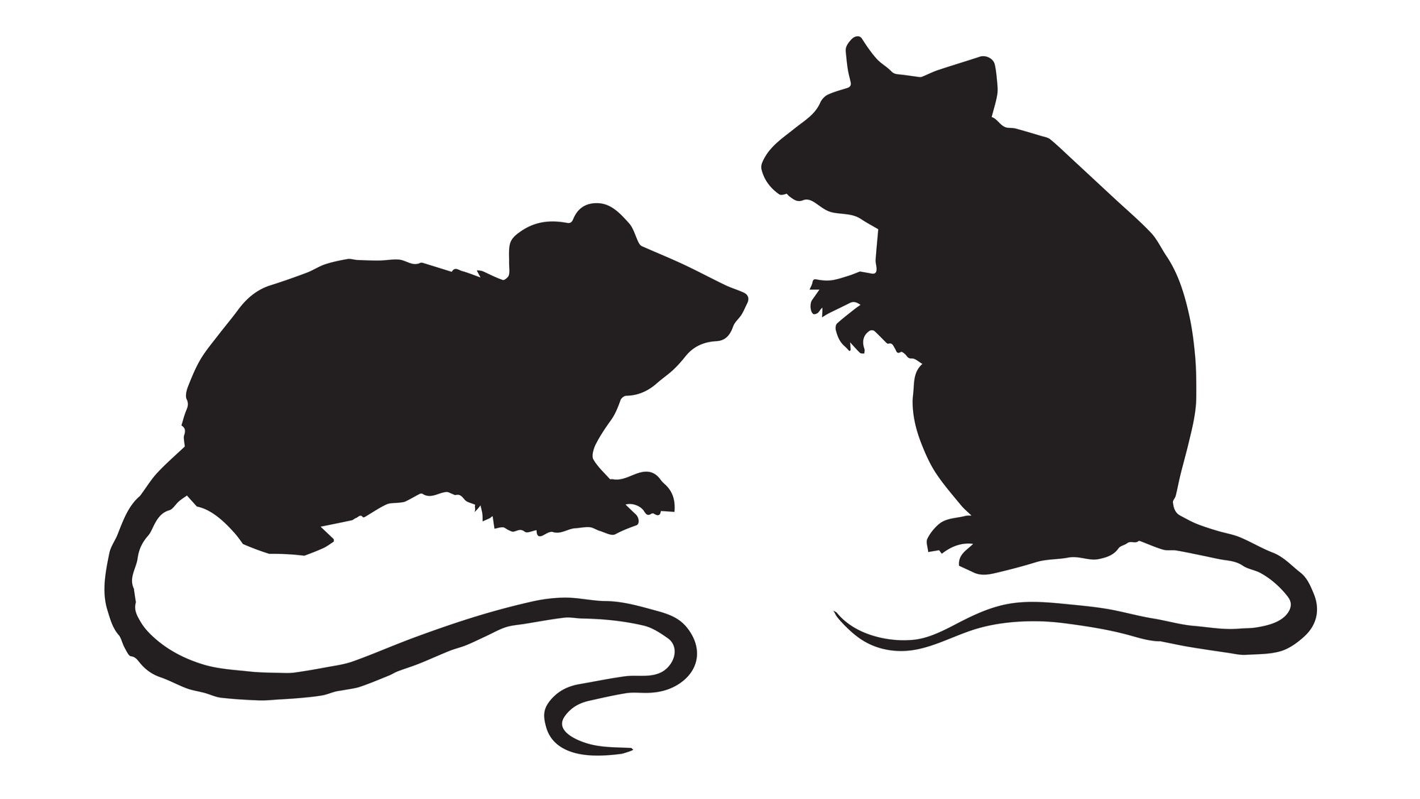 🐭东京惊现巨鼠！比小狗还大，驱赶秘籍竟是…😱