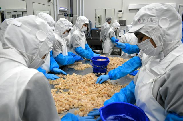 🔥扇贝疯涨！鱼店撑不住，年终恐再涨价！