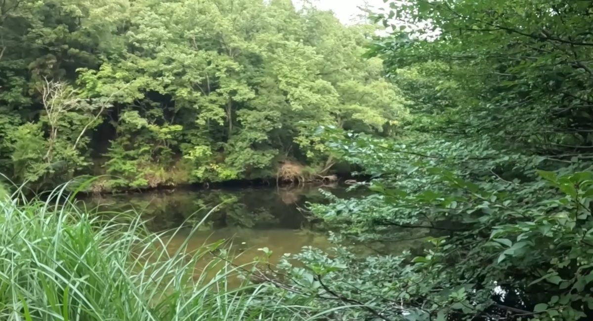 🎣黑鲈消失的池塘，一年后竟成天堂！✨