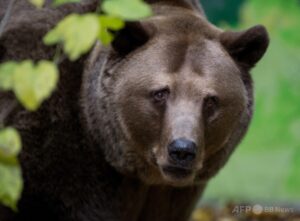 🐻熊不认国界！环保组织起诉，怒怼“猎熊令”！ 封面