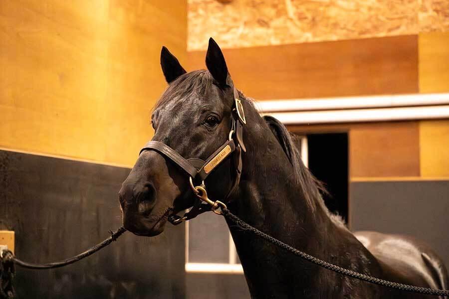 🐎太离谱！名马归来，游客激增，牧场忍无可忍！