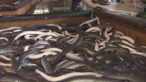 🐟鳗鱼危机！禁售案被否，吃货们有救了！ 封面